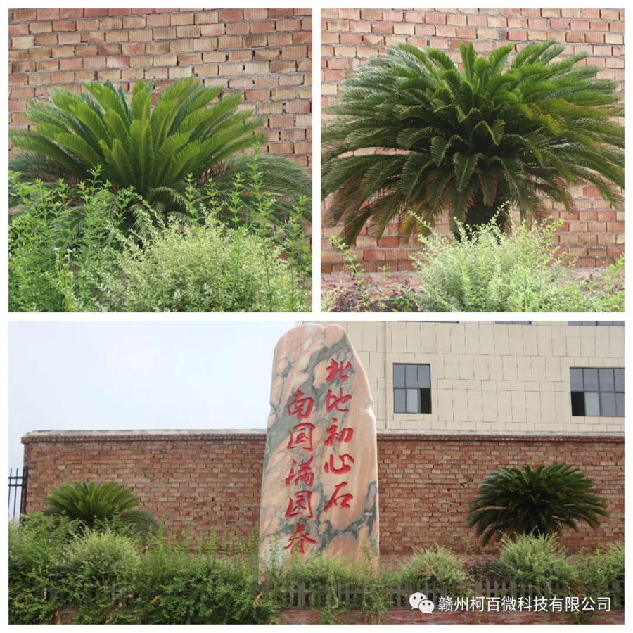 總部六景：創(chuàng)業(yè)樹