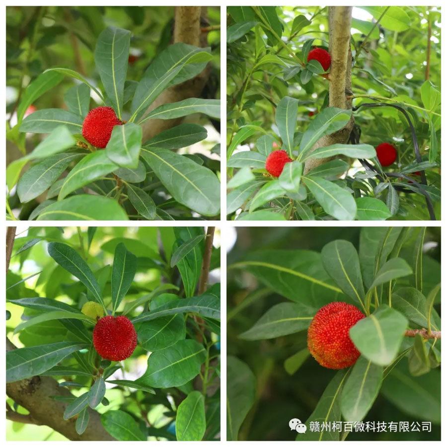 總部六景：楊梅情懷